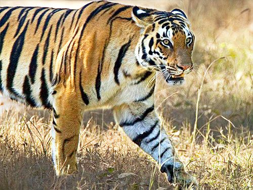 © WWF-Canon / Roger HOOPER <br> The number of tigers has declined from around 100,000 at the turn of the 20th century to perhaps as few as 3,200 today.